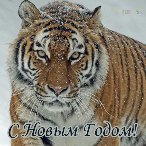 Поздравление на Новый год Тигра