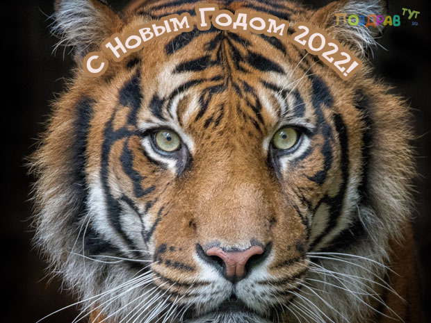 с новым годом тигра